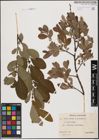Foto von Salix aurita L. x Salix caprea L.